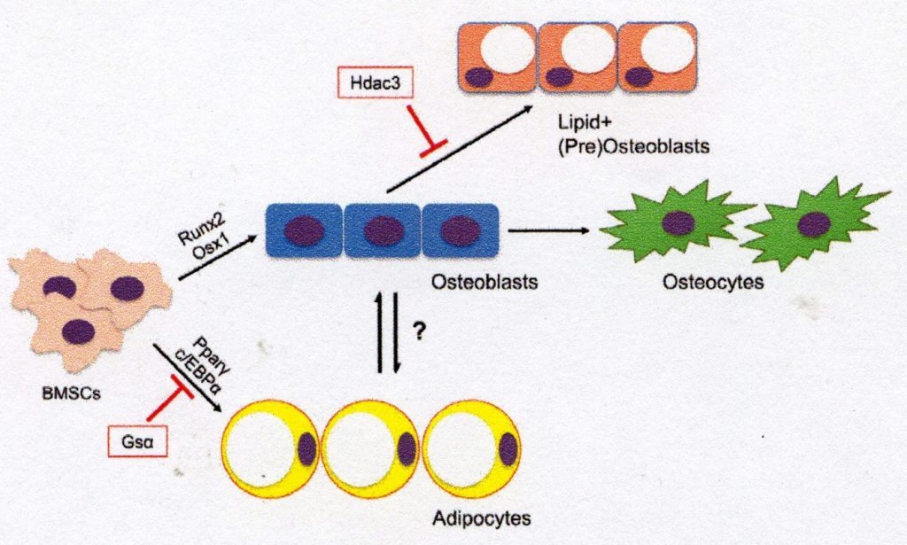 ICOSIM Osteoblasts