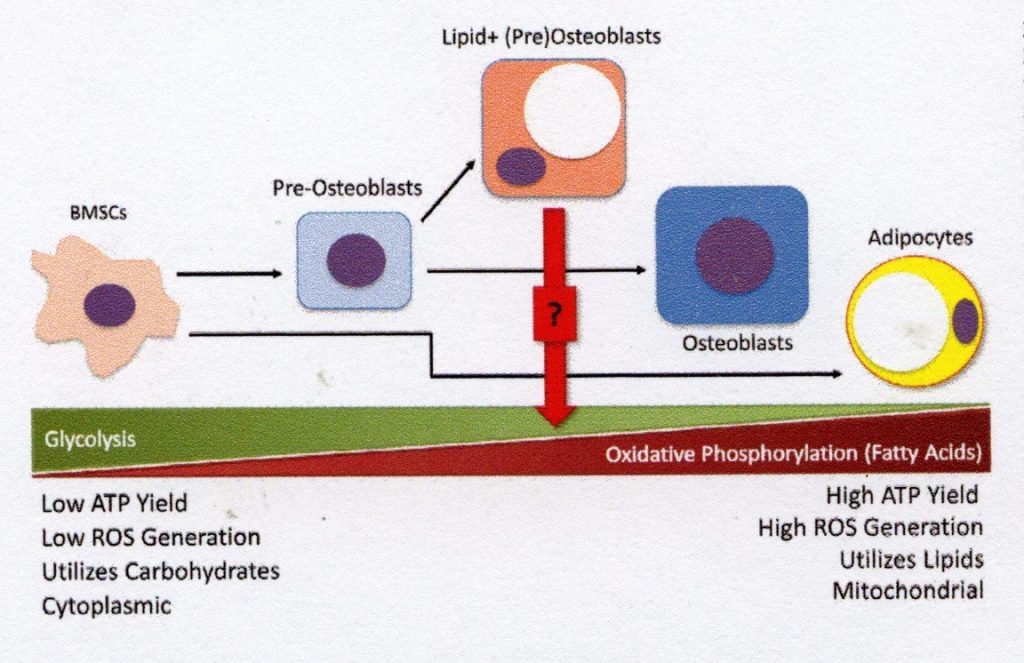 High ATP Yield High ROS Generation Utilises Lipids Mitochondria